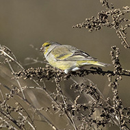 femmina, Selvavecchia, Lessinia (VR), 11.01.2020