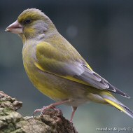 maschio, Verona, 25.02.2018
