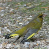 maschio, Str� (VE), 13.05.2007