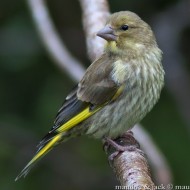 femmina con piumaggio in muta, giugno