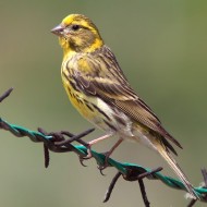 maschio, Verona, 31.05.2009