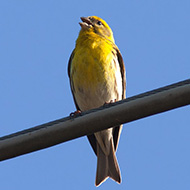 maschio, Sant'Ambrogio di Valpolicella (VR), 31.05.2008