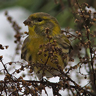 maschio in abito invernale, San Martino Buon Albergo (VR), 8.12.2012