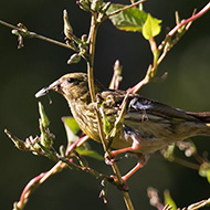 1cy(?), Verona, 23.08.2016