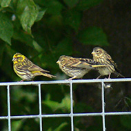 maschio con pulli, Povegliano Veronese (VR), 31.05.2009