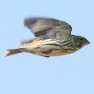 femmina, Chioggia (VE), 7.04.2012