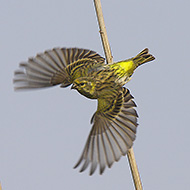 femmina, Peschiera del Garda (VR), 22.09.2008