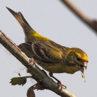 maschio, Isola della Scala (VR), 9.05.2012