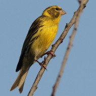 maschio, Mestre (VE), 28.06.2011