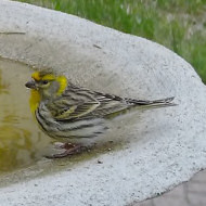 maschio e femmina 2cy(?), Favaro Veneto, 2.04.2017