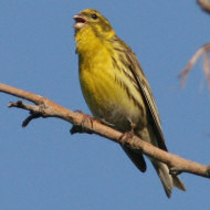 maschio, Favaro Veneto (VE), 23.06.2007