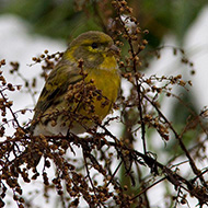 maschio in abito invernale, San Martino Buon Albergo (VR), 8.12.2012