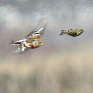 adulti con peppole e cardellino, Fontaniva (PD), 25.01.2018