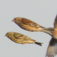 adulto (il terzo da ds) con fanelli, Piazzola sul Brenta (PD), 16.02.2019