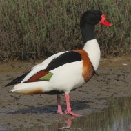 maschio, Valle Sacchetta (RO), 28.04.2009