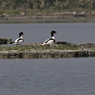 adulti, Ca' Pasta (RO), 12.05.2018
