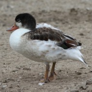 giovane, Valle Saccagnana (VE), 21.07.2012