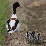 femmina con pulli, Vallesina (VE), 16.05.2011