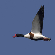 maschio, Delta del Po (RO), 13.05.2018