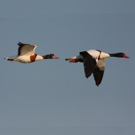 coppia, Tessera (VE), 7.06.2009
