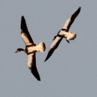 gruppo, Palude Cona (VE), 31.08.2011