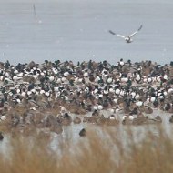 assembramento invernale con germani reali, Valle Grassab� (VE), 10.01.2017