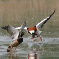 volpoca con germano reale, aprile