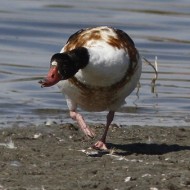 femmina e giovane con gabbiano comune, Valle Ripiego (RO), 13.08.2011