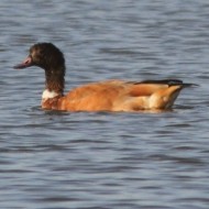 volpoca e possibile ibrido volpoca x casarca, agosto