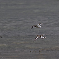 Peschiera del Garda (VR), 2.09.2017
