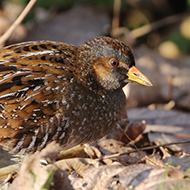 adulto, Lido Campanello (VR), 29.03.2019