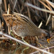 adulto, Vallesina (VE), 29.03.2012