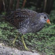 giovane, Mozzecane (VR), 1.09.2013