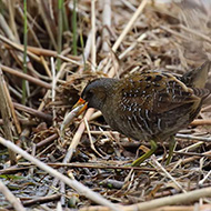 Peschiera del Garda (VR), 22.03.2017