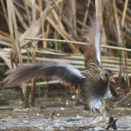adulto con schiribilla, Venezia, 31.03.2006