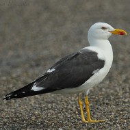 adulto in abito riproduttivo, luglio