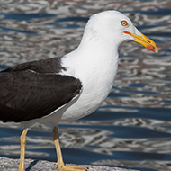 adulto ssp. <i>fuscus</i> in abito riproduttivo, giugno