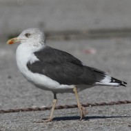 adulto in abito invernale, Chioggia (VE), 2.11.2012