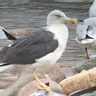 adulto in abito invernale, Verona, 17.01.2015