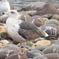 4cy (3� inverno), Verona, 17.01.2015