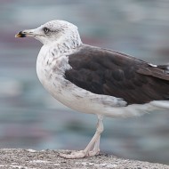 3cy (3� inverno), ottobre