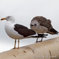 adulto ssp. <i>fuscus</i> in abito riproduttivo e giovane, agosto