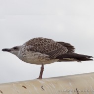 giovane ssp. <i>fuscus</i>, agosto