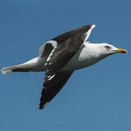 adulto in abito riproduttivo, giugno