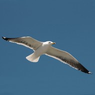 adulto in abito riproduttivo, giugno