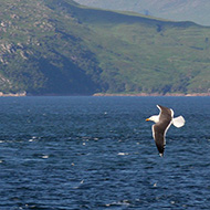 adulto ssp. <i>graellsii</i> in abito riproduttivo, giugno