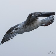 3cy (2� inverno), aprile