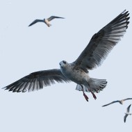 3cy (2� inverno), aprile