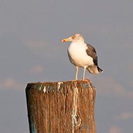 adulto in abito invernale, dicembre