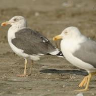 adulto in abito invernale (a sn) con gabbiano reale, novembre